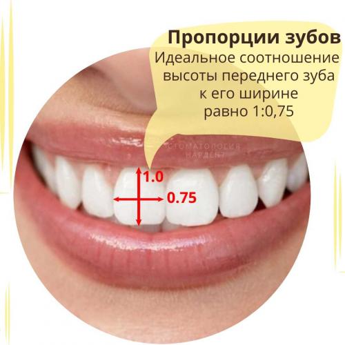 Как выглядят идеальные зубы и как часто это встречается 16 Как выглядят идеальные зубы и как часто это встречается 16