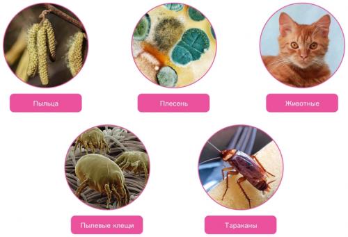 Что такое аллергены и как они влияют на организм. Что вызывает аллергию?