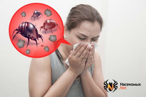 Как избавиться от клещей в домашних условиях. Лесные и крысиные клещи в квартире