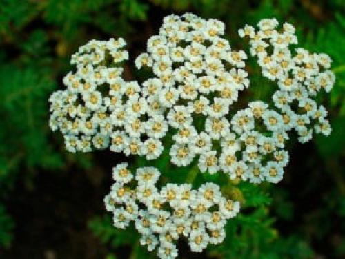 Какие домашние травы и растения могут помочь справиться с аллергией. Лекарственные растения при аллергии: какие помогают