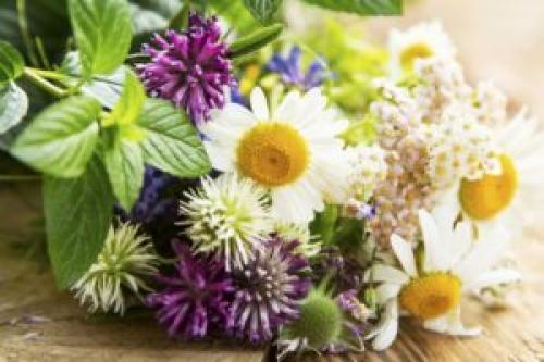 Какие домашние травы и растения могут помочь справиться с аллергией. Лекарственные растения при аллергии: какие помогают