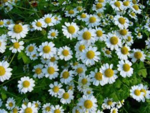 Какие домашние травы и растения могут помочь справиться с аллергией. Лекарственные растения при аллергии: какие помогают