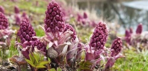 Какие домашние травы и растения могут помочь справиться с аллергией. Лекарственные растения при аллергии: какие помогают