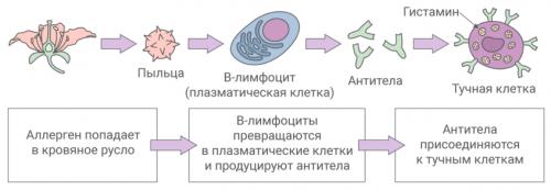 Какие виды аллергии требуют медицинской помощи. Механизм возникновения аллергии