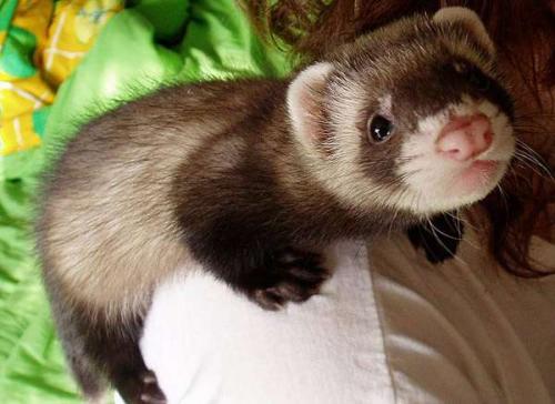 Какие домашние животные требуют особенного обучения и внимания. Выбираем питомца: на что смотреть и что учесть