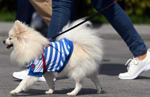 Чем опасны паразиты для здоровья питомцев: советы ветеринара 03