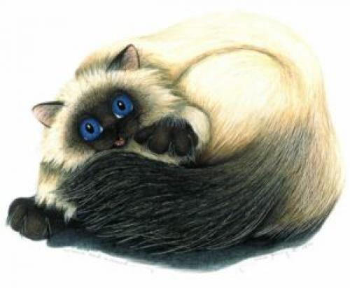 Какие заболевания чаще всего встречаются у кошек. Инфекционные заболевания