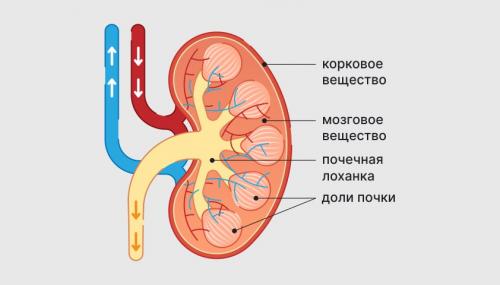 Мифы и правда: что именно фильтрует кровь - печень или почки 04 Мифы и правда: что именно фильтрует кровь - печень или почки 04