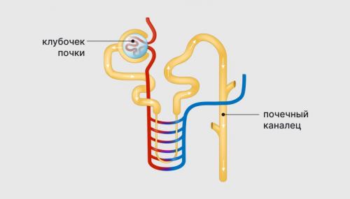 Мифы и правда: что именно фильтрует кровь - печень или почки 05 Мифы и правда: что именно фильтрует кровь - печень или почки 05