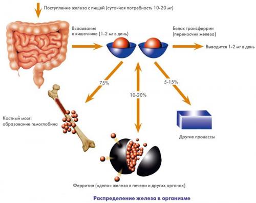 Какие причины могут привести к дефициту железа в организме. Что такое ЖДА