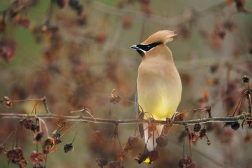 Почему природные ландшафты способствуют улучшению настроения. Наблюдение за птицами