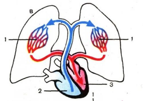 Разбираемся в кругах кровообращения: анатомия и функции 02 Разбираемся в кругах кровообращения: анатомия и функции 02