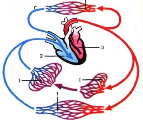 Разбираемся в кругах кровообращения: анатомия и функции 01 Разбираемся в кругах кровообращения: анатомия и функции 01