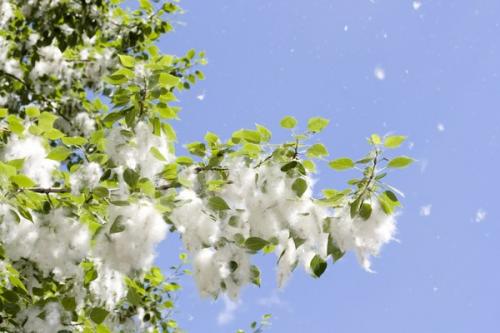 Как влияют городские условия на аллергические реакции у пожилых людей. Растительная аллергия